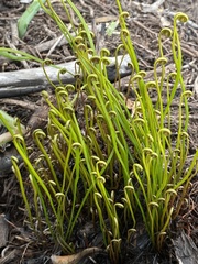 Schizaea pectinata
