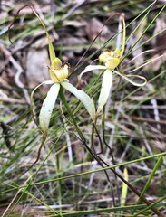 Caladenia venusta