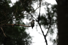 Muscicapa sibirica
