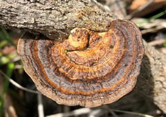 Hexagonia tenuis