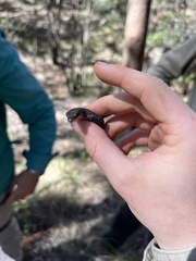 Diplodactylus vittatus