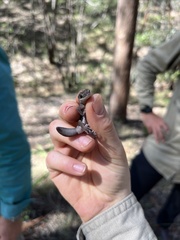 Diplodactylus vittatus