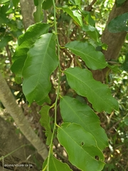 Capparis micracantha