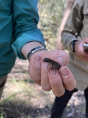 Diplodactylus vittatus