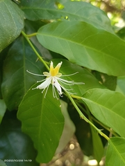 Capparis micracantha