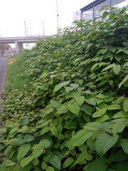 Reynoutria × bohemica