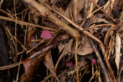 Marasmius haematocephalus