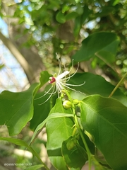 Capparis micracantha