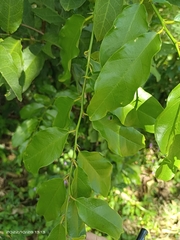 Capparis micracantha