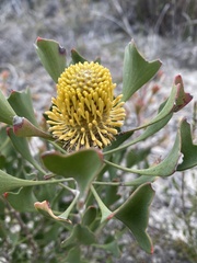 Isopogon trilobus