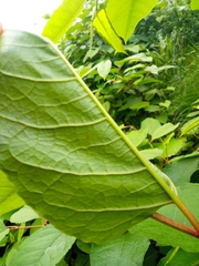 Reynoutria × bohemica