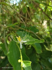 Capparis micracantha