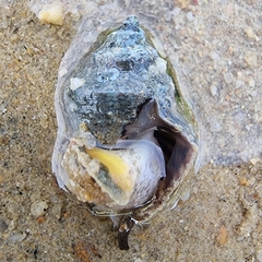 Rapaninae
