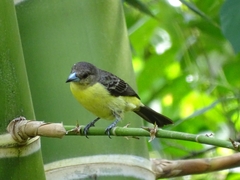 Ramphocelus flammigerus