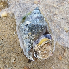 Rapaninae