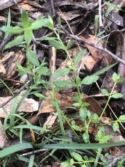 Gonocarpus tetragynus