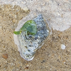 Rapaninae