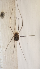 Lacinius dentiger