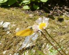 Eurema smilax