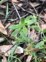 Gonocarpus tetragynus