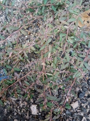 Euphorbia maculata