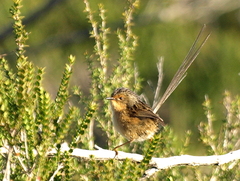 Stipiturus malachurus