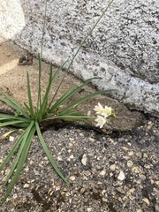 Nothoscordum