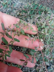 Euphorbia maculata