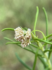 Cassinia longifolia