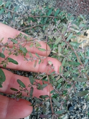 Euphorbia maculata