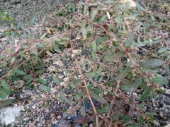 Euphorbia maculata