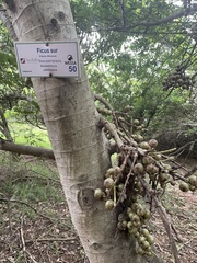 Ficus sur