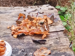 Doxocopa laure laure