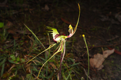 Caladenia parva