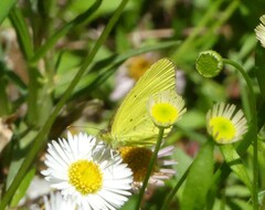 Eurema smilax