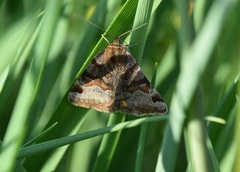 Euclidia glyphica