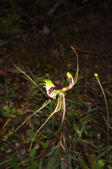 Caladenia parva