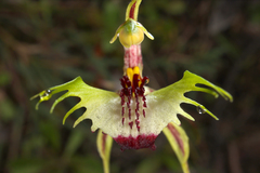 Caladenia parva