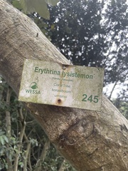 Erythrina lysistemon