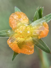 Hypericum gramineum