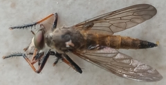 Asilidae
