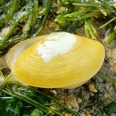 Coecella horsfieldii