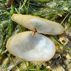 Coecella horsfieldii