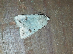 Caradrina kadenii