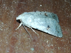 Caradrina kadenii