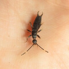Metisolabis punctata