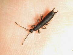 Metisolabis punctata