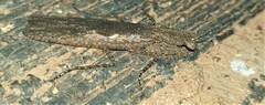 Dactylopterygidae