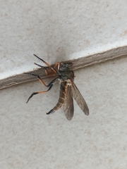 Asilidae