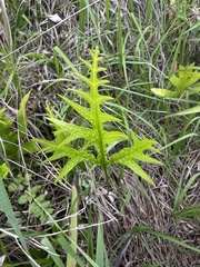 Microsorum scolopendria